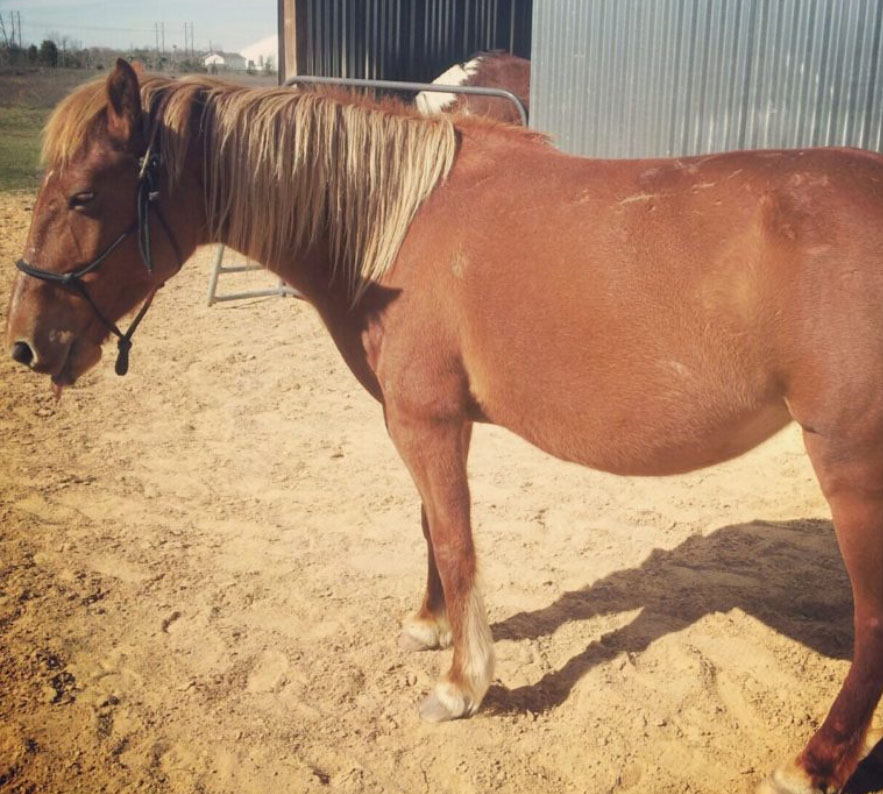 Pregnant Mare Saved From Slaughterhouse Sees Baby For First Time